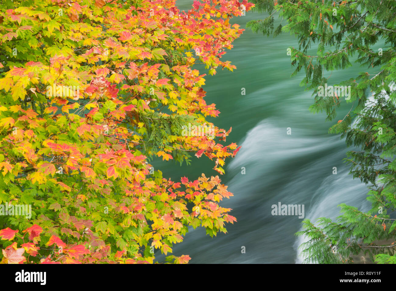 Weinstock Ahorn (Acer circinatum) im Herbst, Skagit River hinter Stockfoto