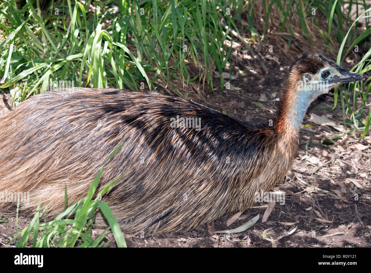 Die jungen Cassowary ruht auf dem Boden Stockfoto