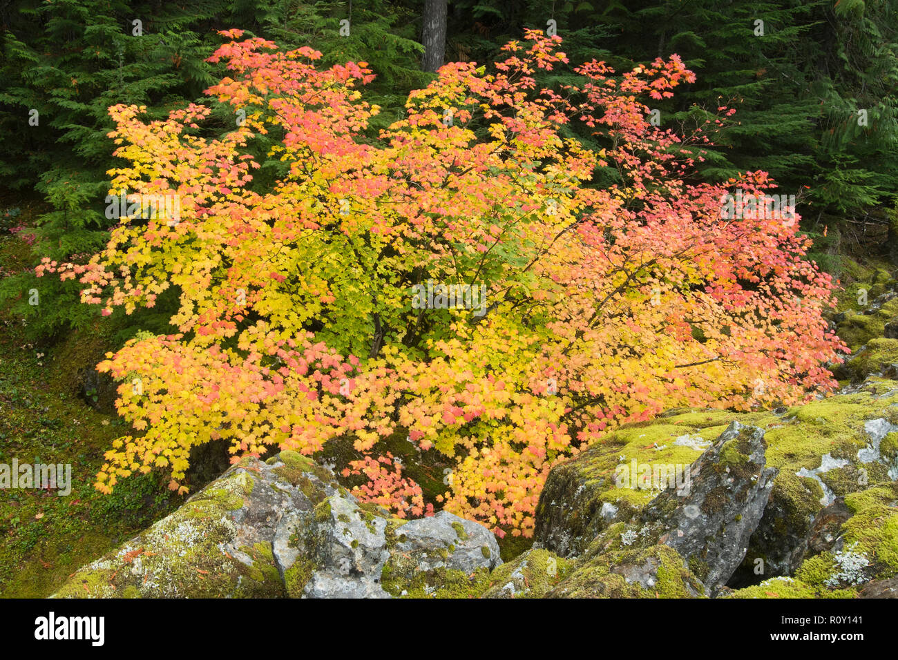 Weinstock Ahorn (Acer circinatum) im Herbst, North Cascades, Oktober Stockfoto