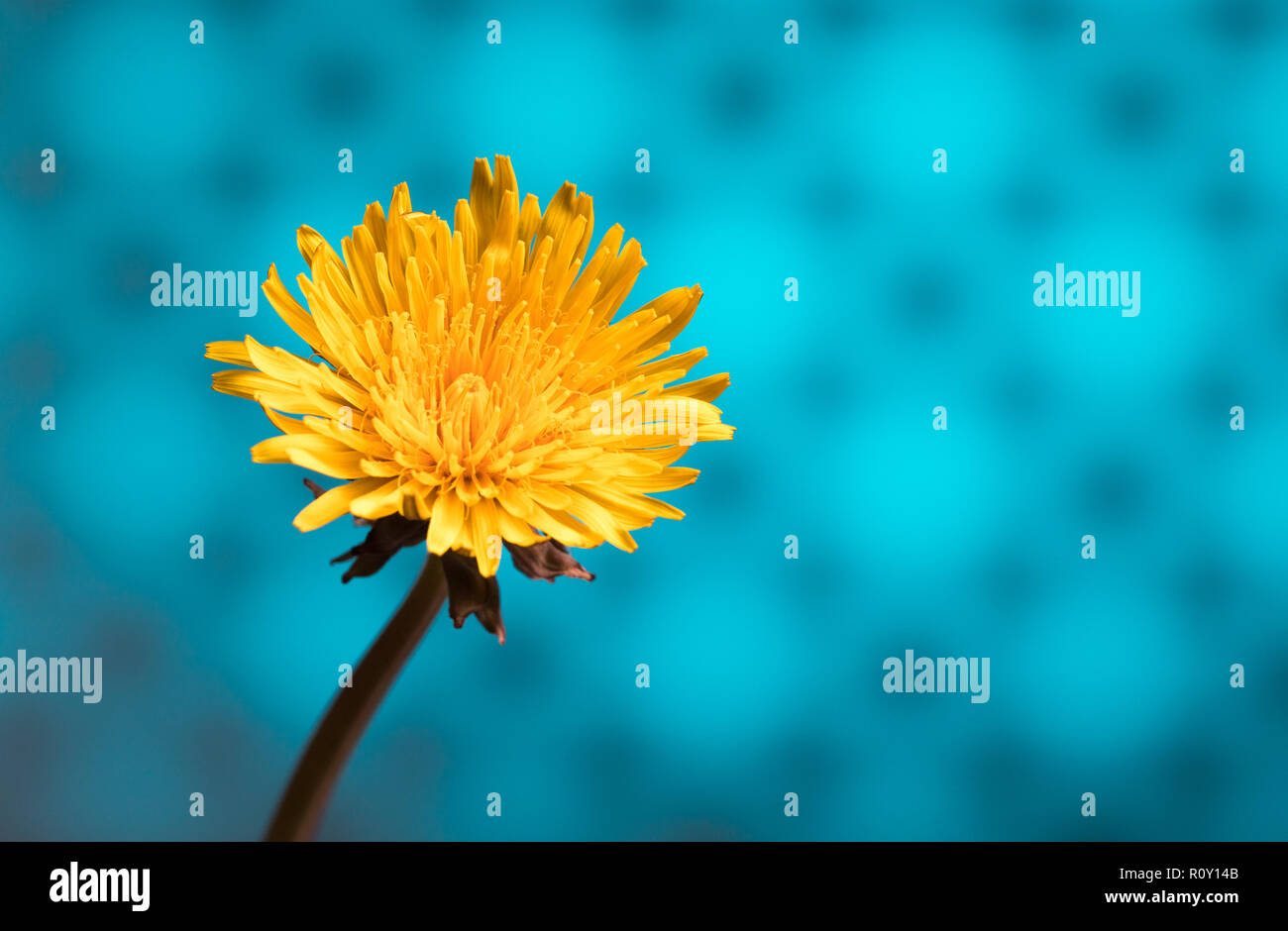 Einzelne gelbe Löwenzahn Blume vor einem blauen gemusterten Hintergrund. Stockfoto