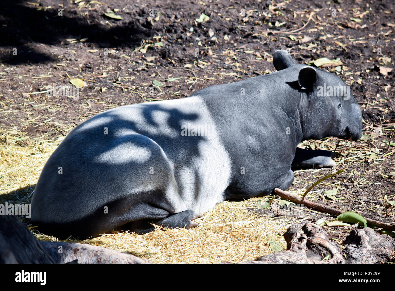 Die malayan Tapir ruht sich im Schatten eines großen Baumes Stockfoto