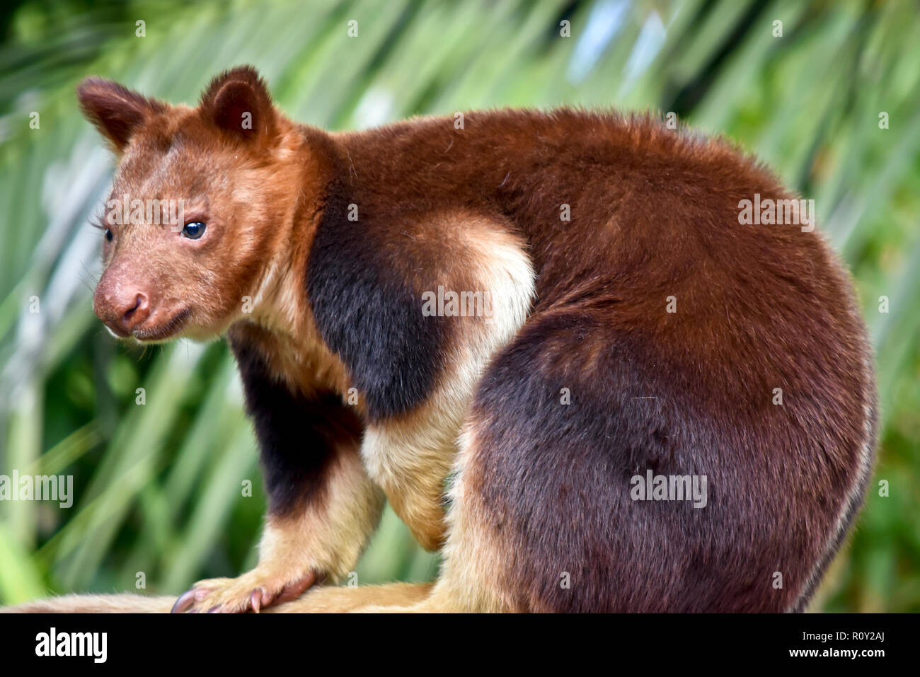 Dies ist eine Nahaufnahme von einem Baum kangaroo Stockfoto