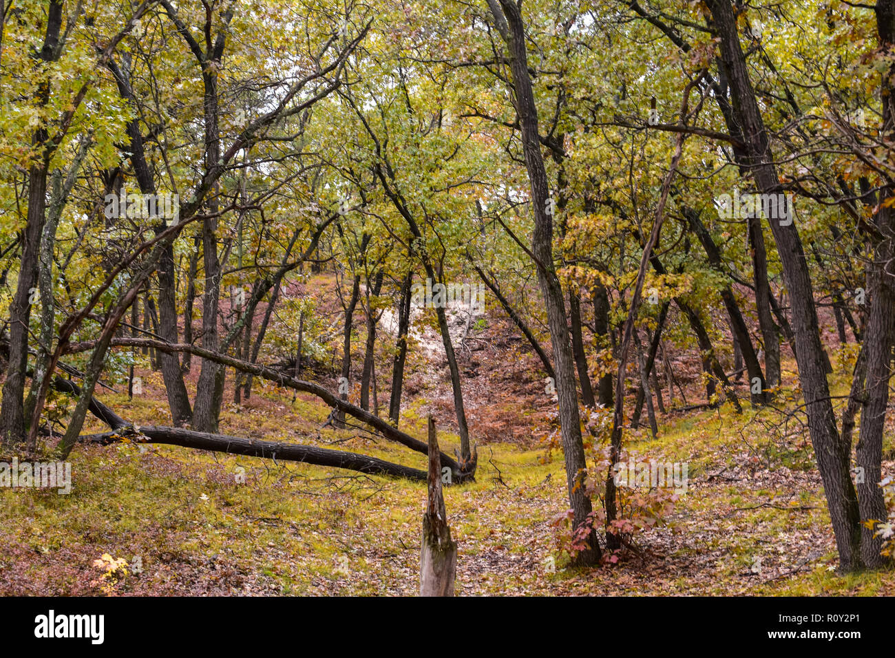 Wald am Port Crescent State Park. Im Herbst nehmen, dieser Park ist im Mittleren Westen der Vereinigten Staaten von Amerika befindet. Peak fallen Farben in der Mitte Okt. Stockfoto