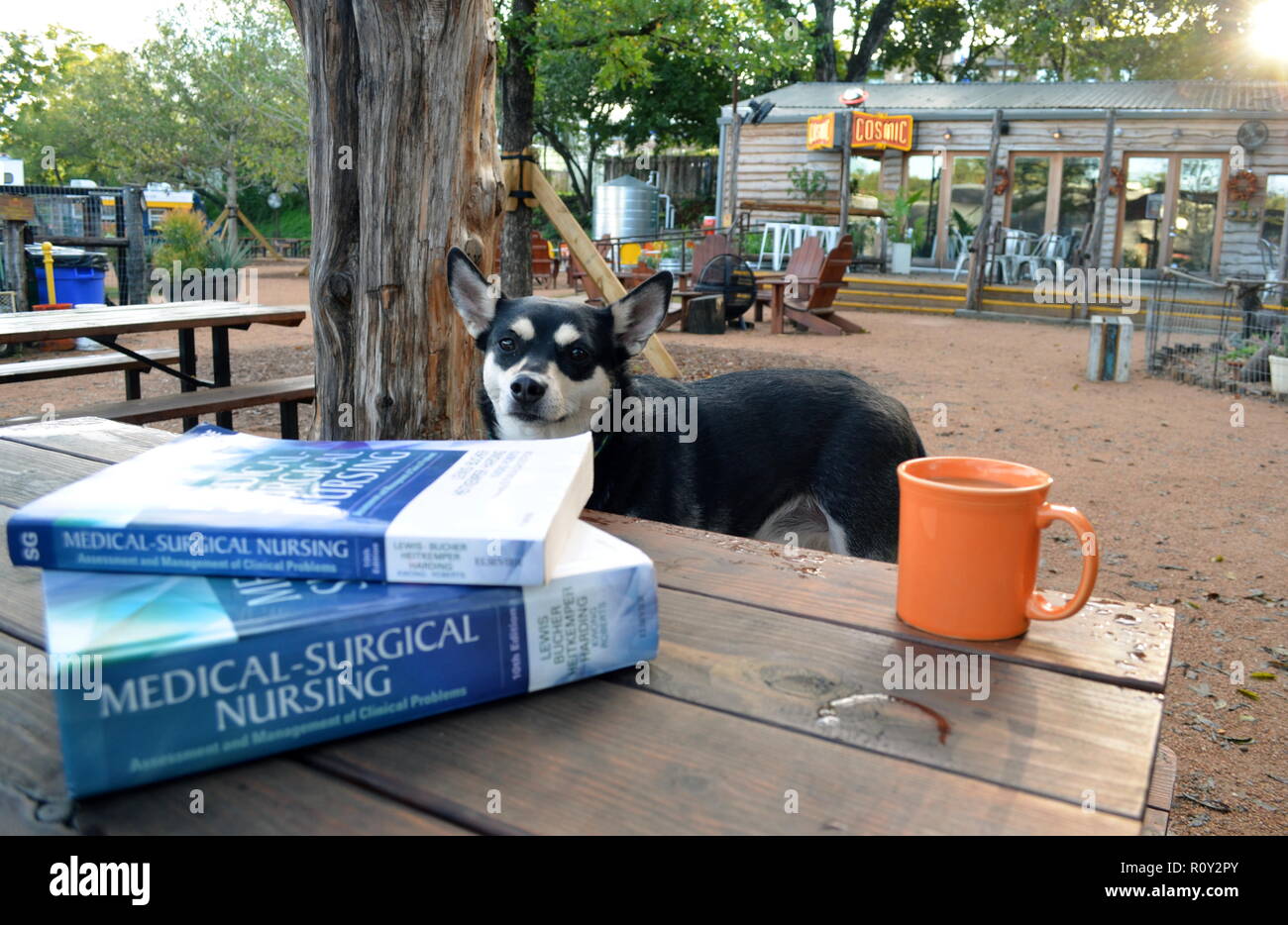 Ein Hund auf der Kosmischen in Austin, Texas, mit der Krankenpflege medizinische Bücher und Kaffee. Stockfoto
