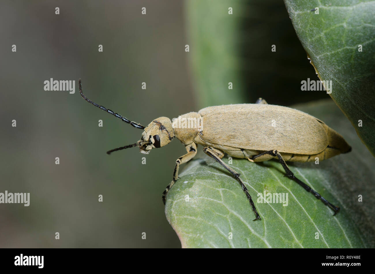 Blister Käfer, Epicauta immaculata Stockfoto