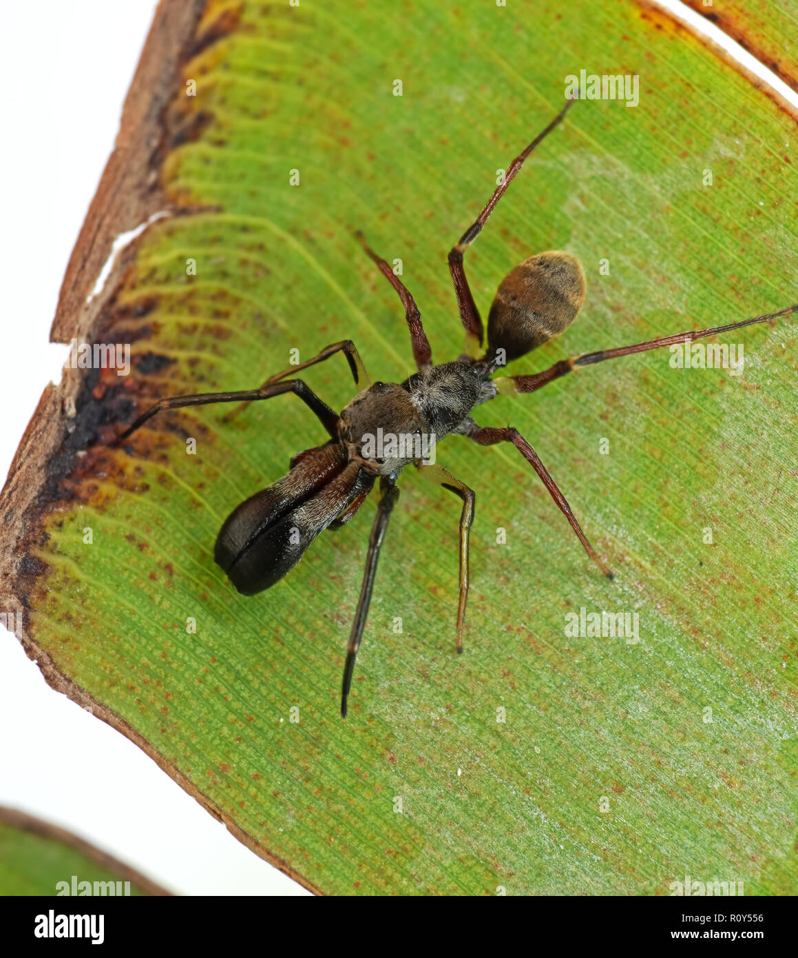 Makrofotografie von Ant nachahmen Jumping Spider auf der Rückseite des Banana Leaf Stockfoto