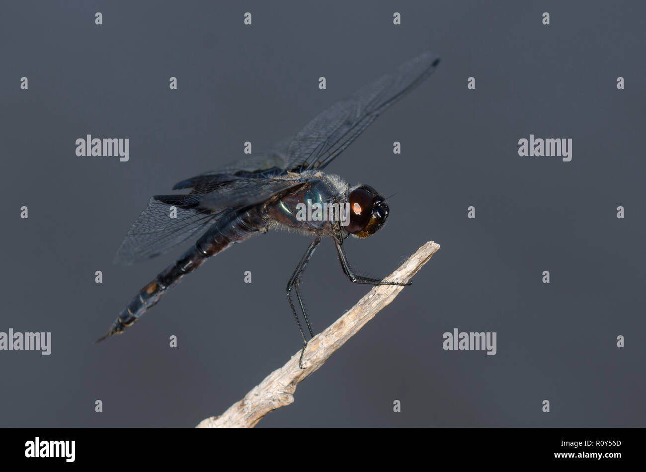 Schwarz Satteltaschen, Tramea lacerata Stockfoto