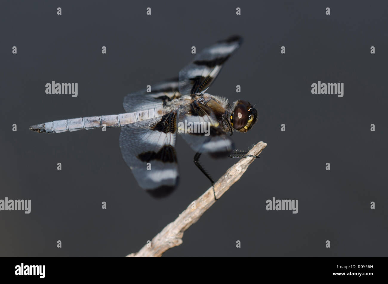 12-spotted Skimmer, Libellula pulchella, männlich Stockfoto