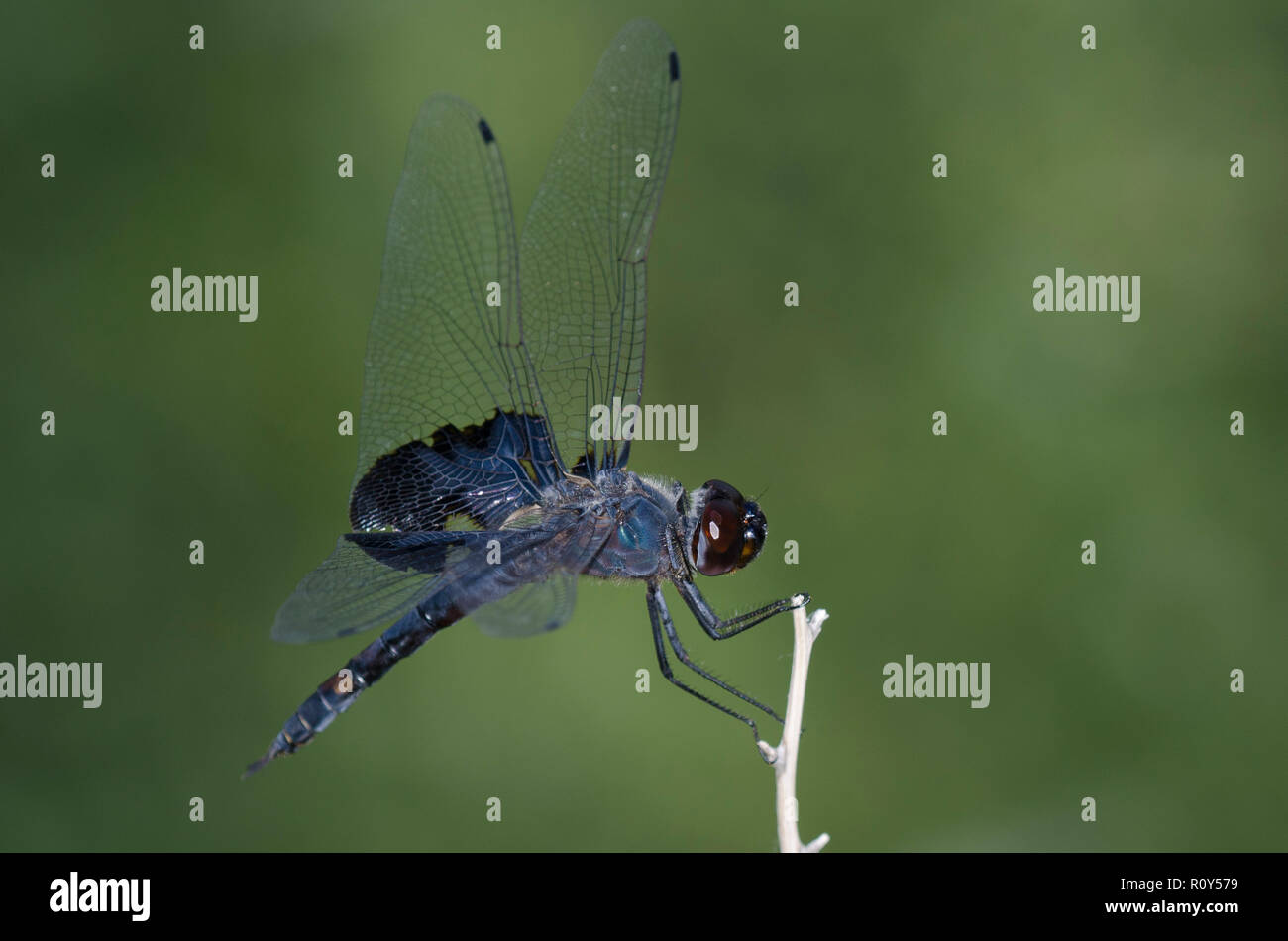 Schwarz Satteltaschen, Tramea lacerata Stockfoto