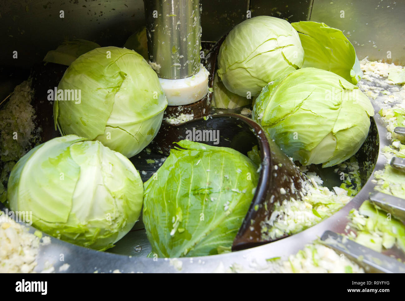 Kohl Raspeln 08. November 2018, Brandenburg, Lübbenau: Weißkohl Köpfe in einem ...