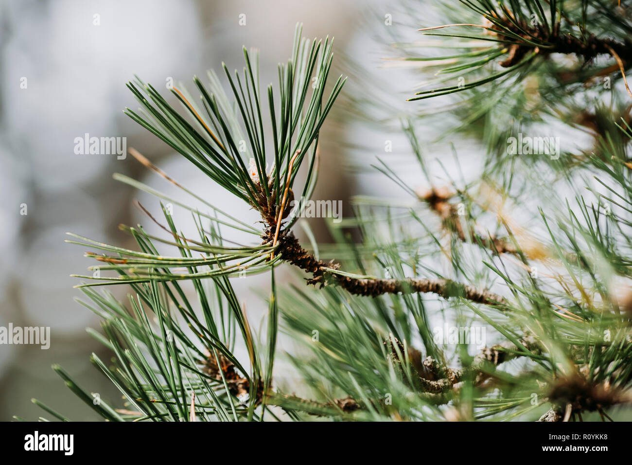 Zweige eines Nadelholz Baum Stockfoto