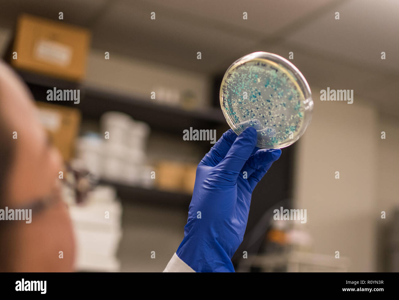 Die biomedizinische Forschung in Mikrobiom und Mikroorganismen Stockfoto