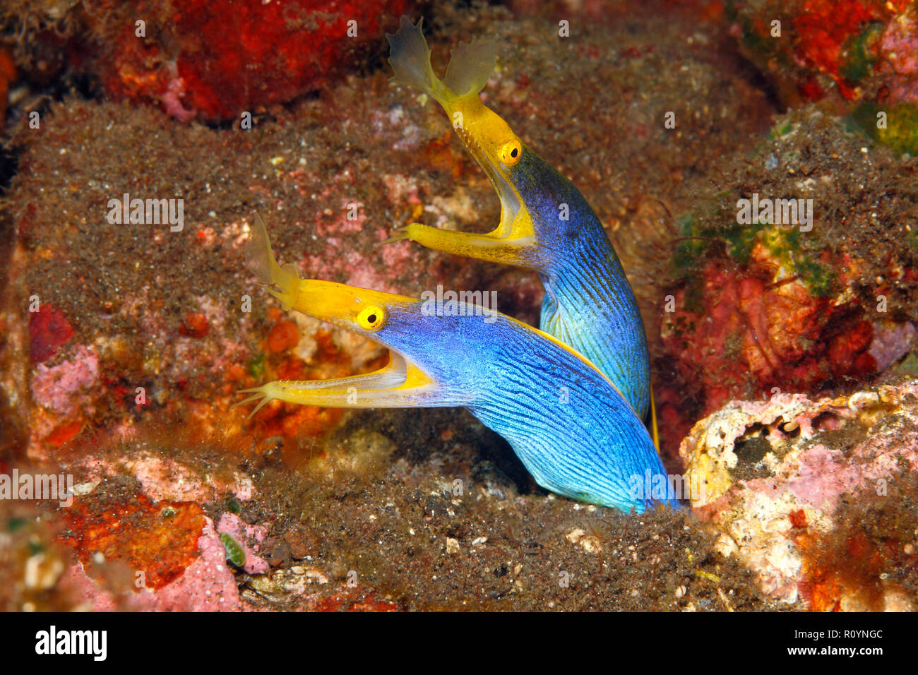 Zwei Blue Ribbon Eels, Rhinomuraena Quaesita, teilen die gleichen Burrow. Tulamben, Bali, Indonesien. Bali Meer, Indischer Ozean Stockfoto