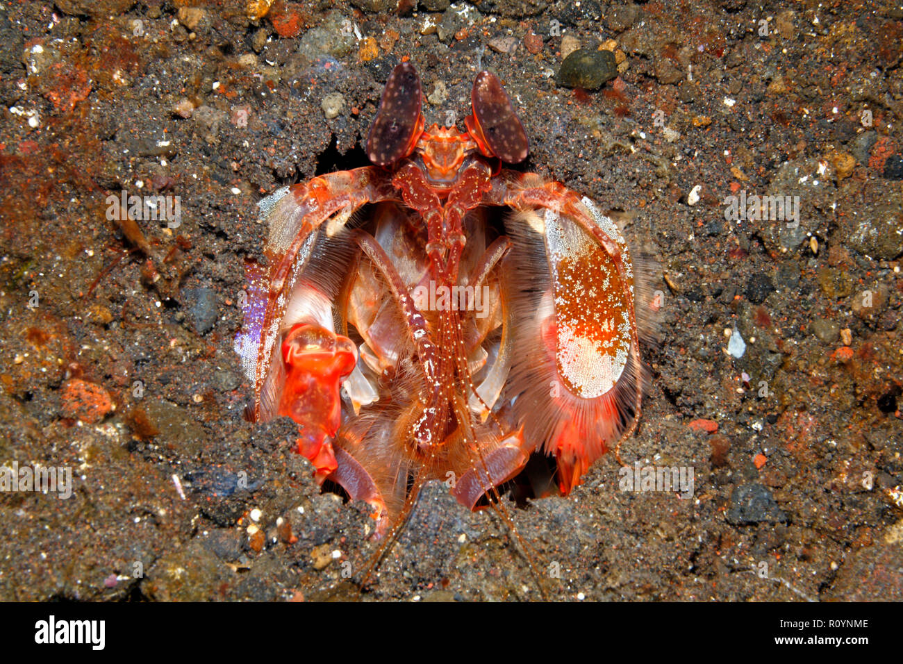 Spearing Mantis Shrimps, Lysiosquillina Lisa. Tulamben, Bali, Indonesien. Stockfoto