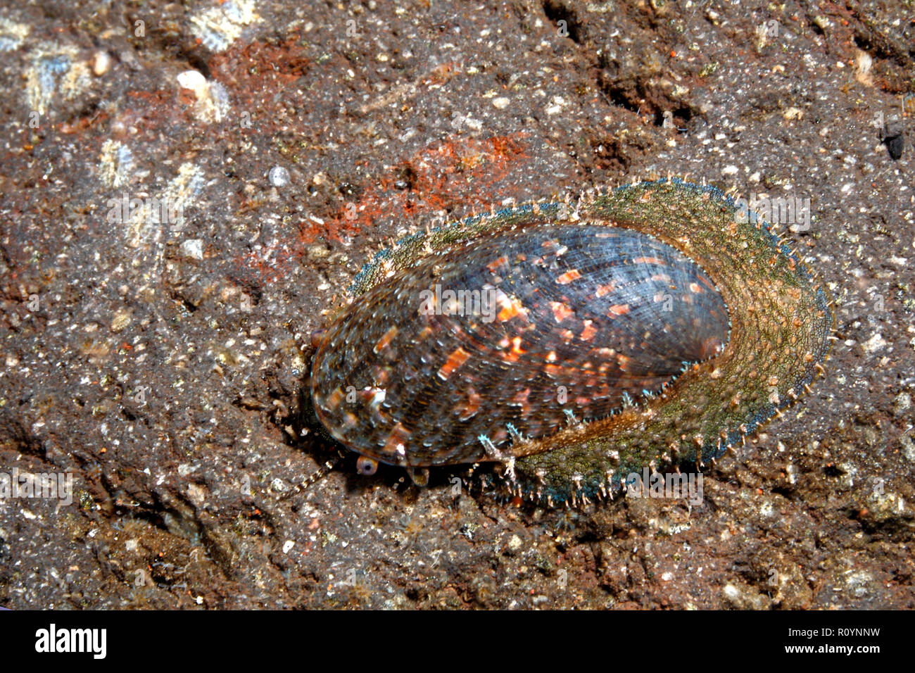 Der Arsch-Ohr Abalone Haliotis Asinina. Tulamben, Bali, Indonesien. Bali Meer, Indischer Ozean Stockfoto