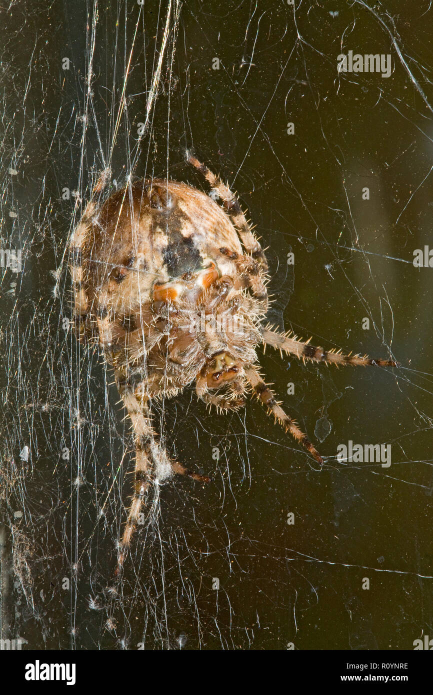 Ein großes Kreuz orbweaver Spinne, Araneus diadematus, hängend von Litzen aus Seide in der Web. Stockfoto