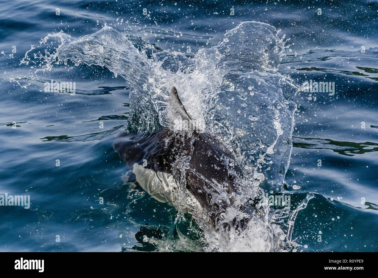 Eine enge Sicht auf einen Bogen reiten Dall der Schweinswal (Phocoenoides dalli), ein Delphin relativ, creatiing ein Hahn Schwanz, wie es Rennen entlang (British Columbia). Stockfoto