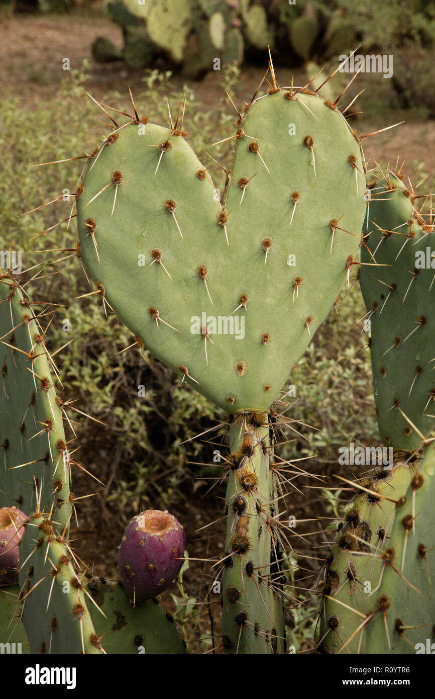 Herzförmige Feigenkakteen pad, Opuntia spp., Sonoran Wüste Arizona Stockfoto