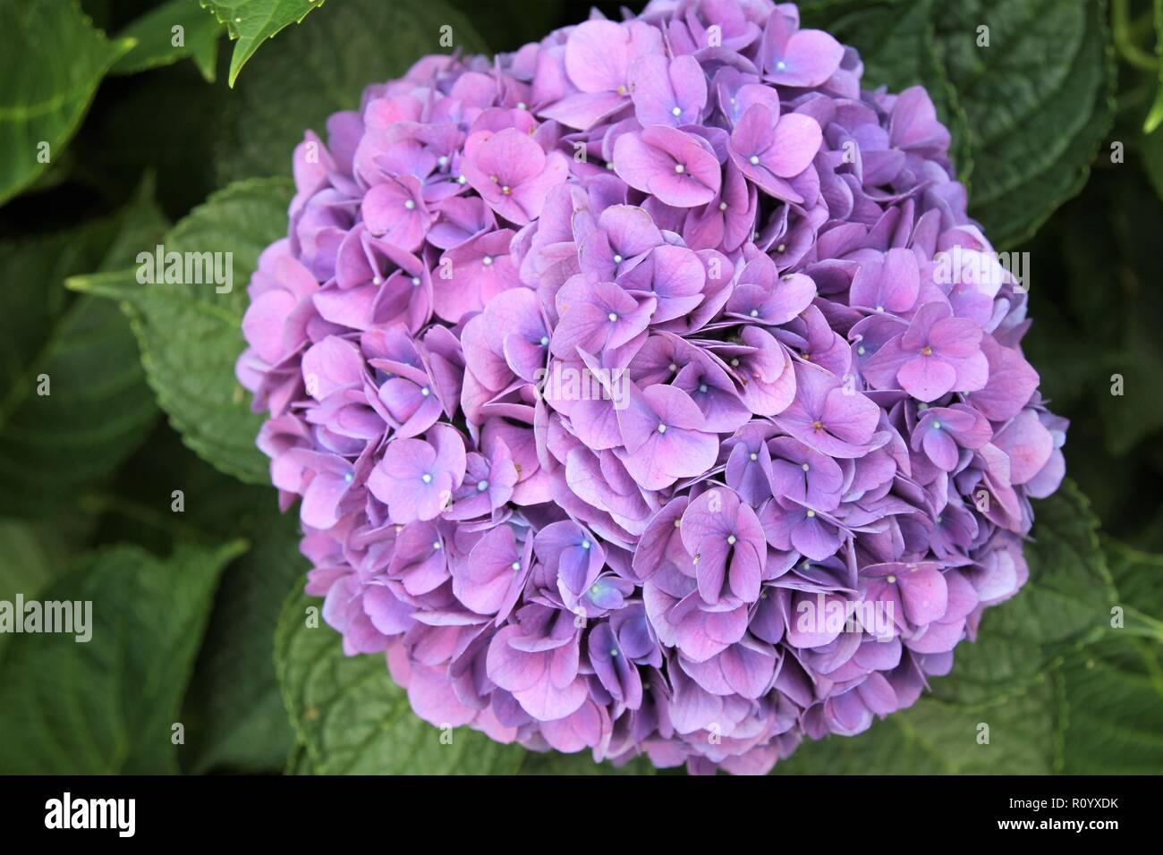 Violett Hortensie Blume Stockfotografie - Alamy