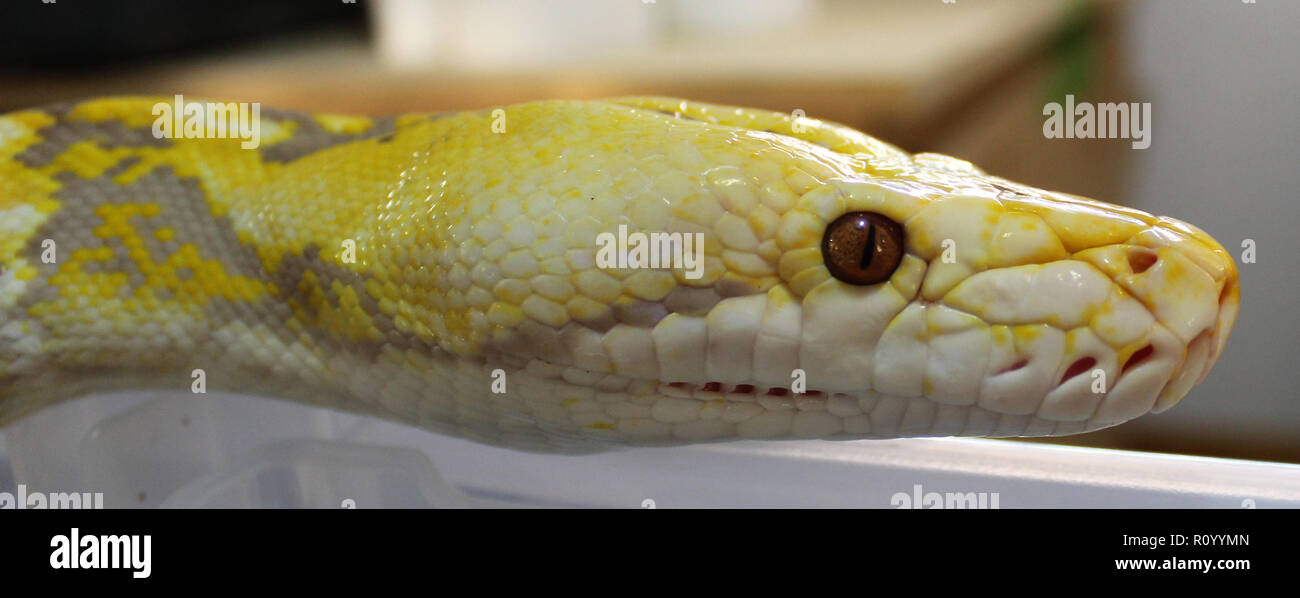 Lila Albino Netzpython Stockfoto
