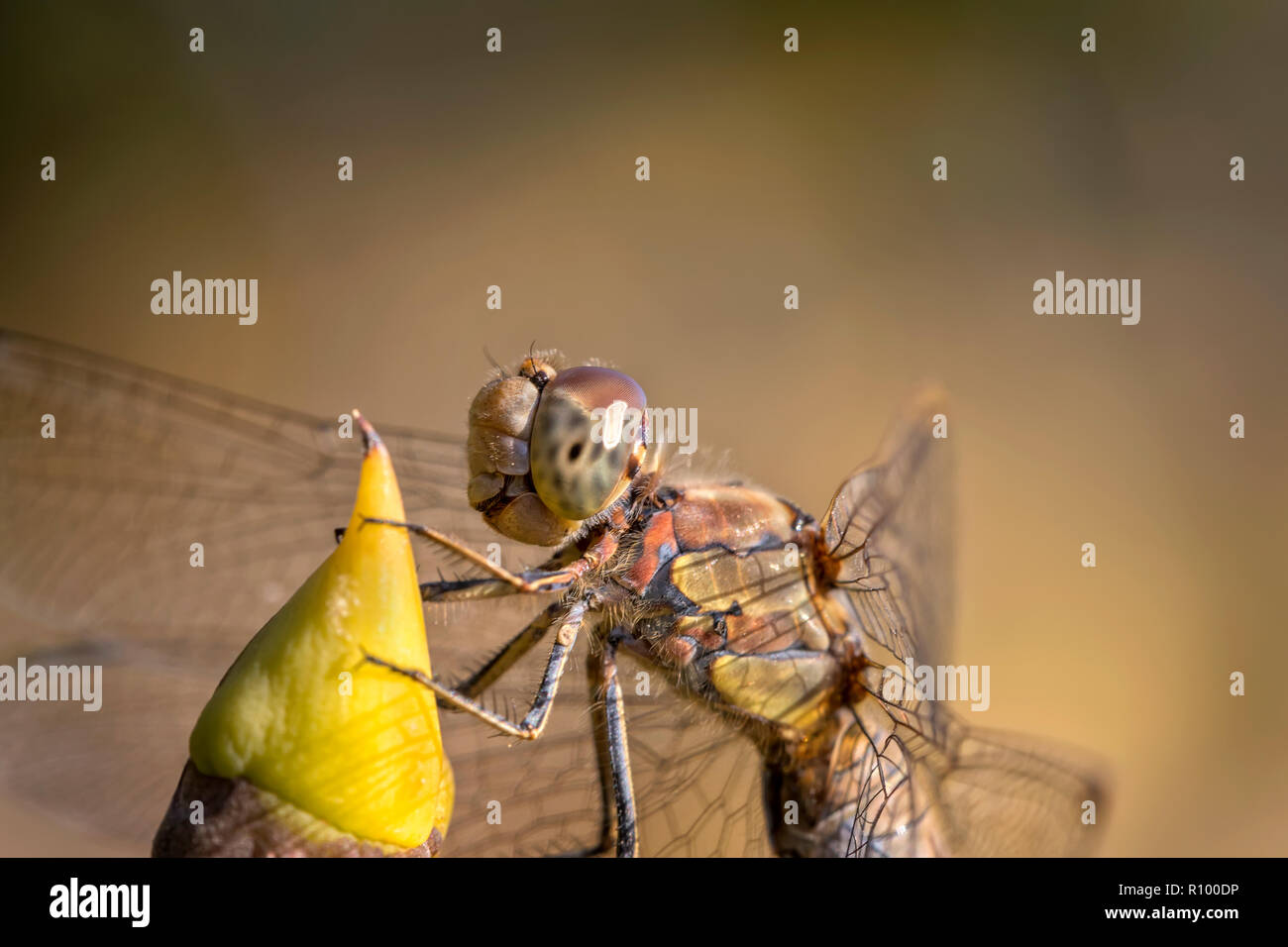 Schöne Makro der Libelle auf einem Zweig. Eine Libelle ist ein Insekt aus der Ordnung Odonata, infraorder Anisoptera. Stockfoto