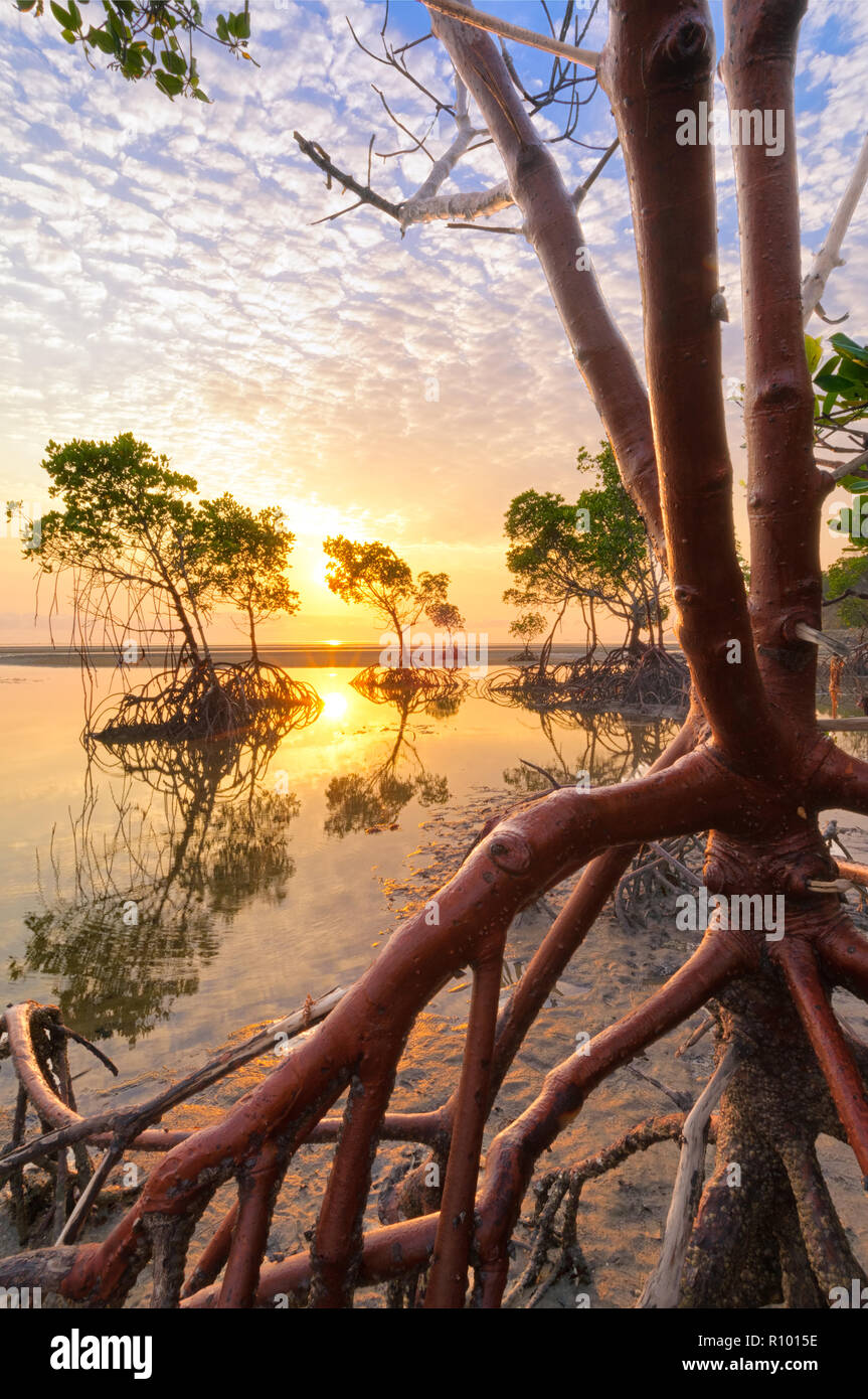 Rote Mangroven an den goldenen Stunde Sonnenaufgang warten auf die kommende Flut im tropischen Norden von Queensland. Stockfoto