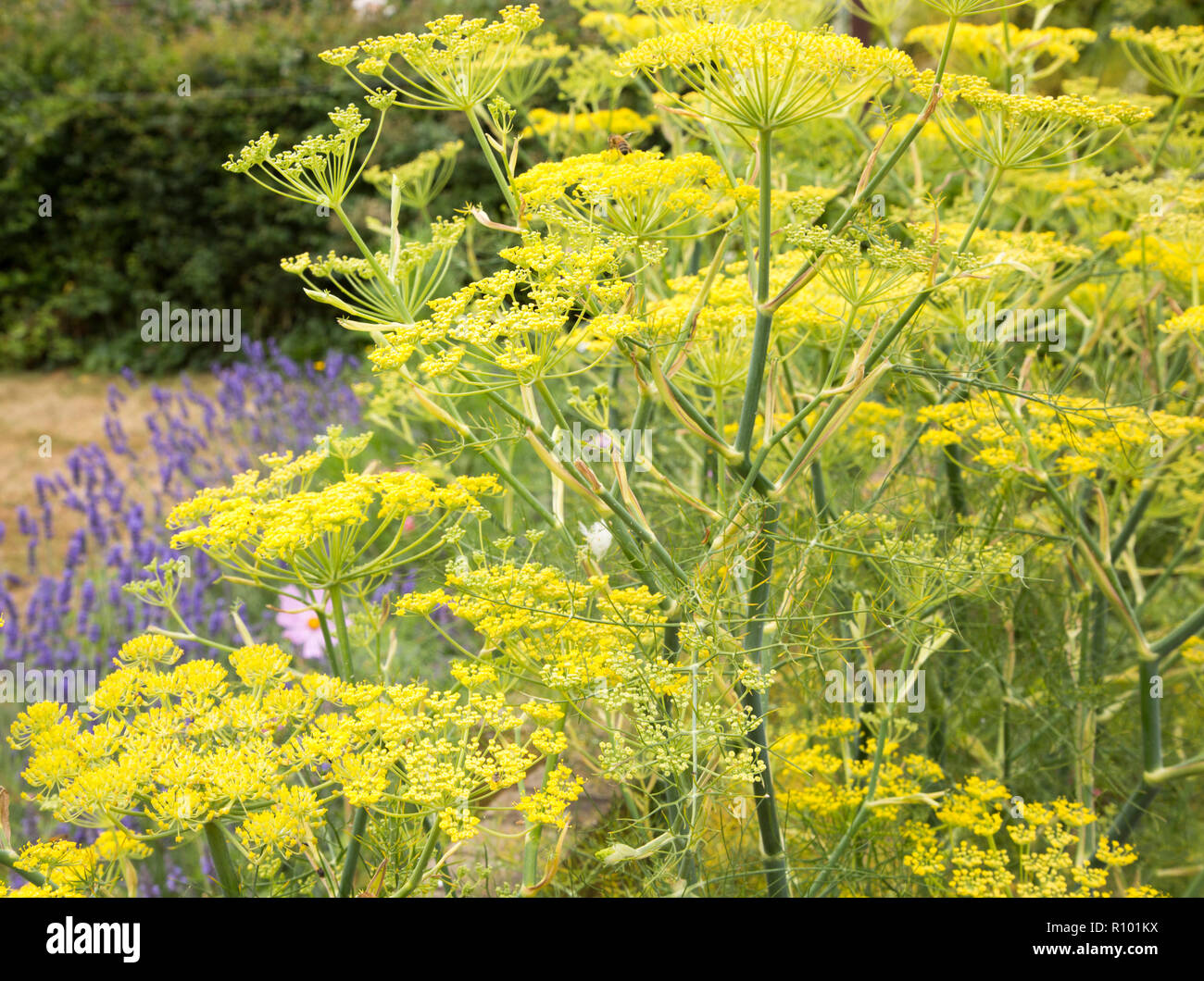 Gelb Fenchel Pflanze blüht im Garten, Suffolk, England, Großbritannien  Stockfotografie - Alamy