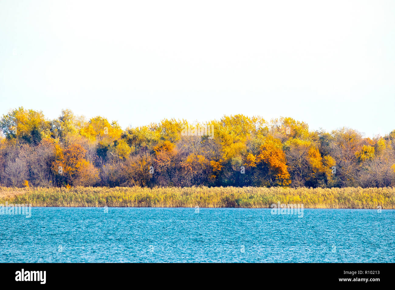 Das Bild der Herbst Küste mit gelben Bäume in der Nähe des großen Flusses Stockfoto