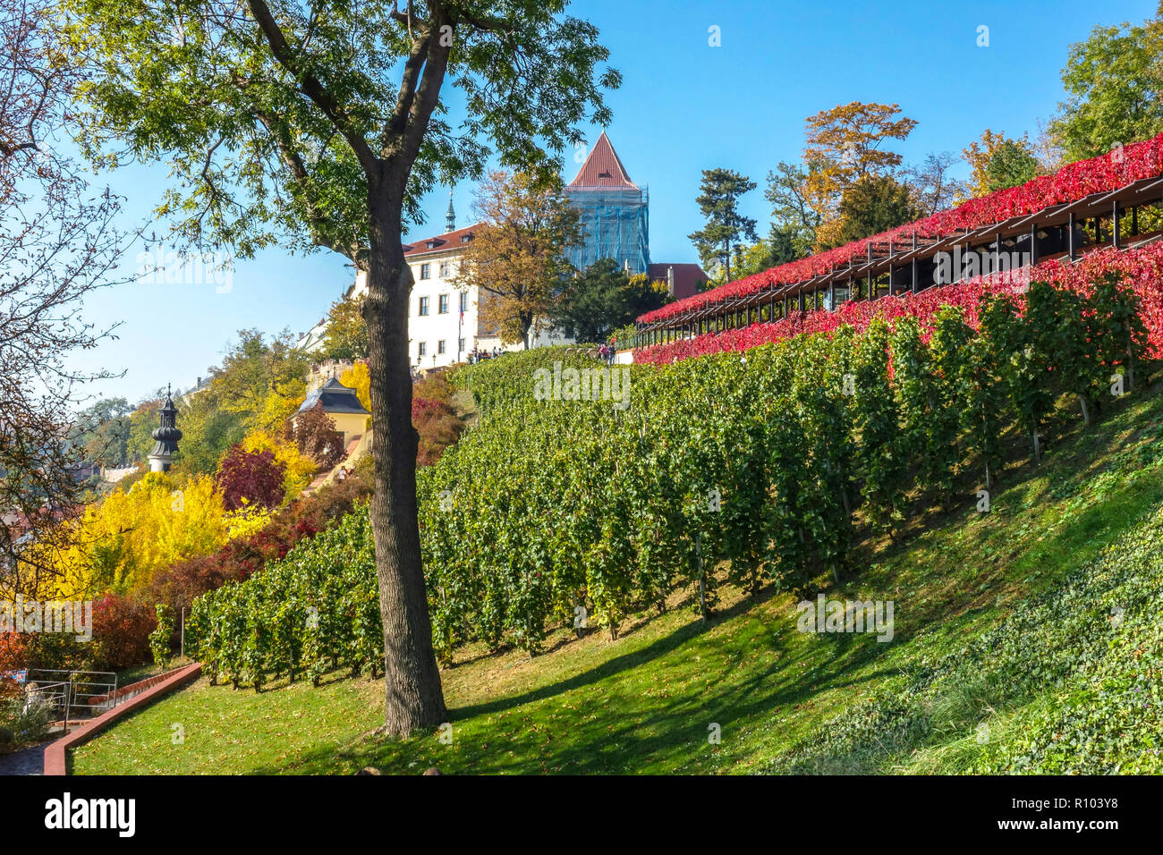 Prager Herbstgärten, Prager Weinberge im Herbst. St. Wenzel Weinberg unterhalb Prager Schlossgarten, Tschechische Republik Herbst Stockfoto