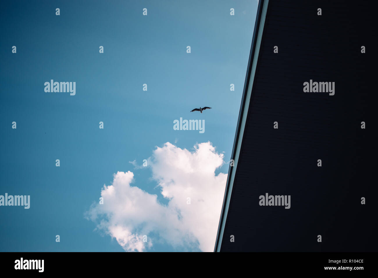 Möwe Flug gegen Licht blauer Himmel und dunklen Gebäude, Ansicht von unten. Silhouette eines fliegenden Vogel. Stockfoto
