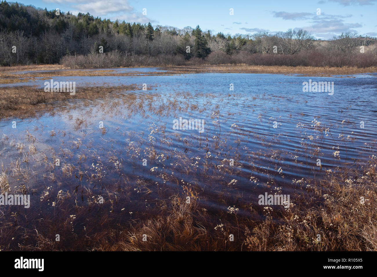 Überflutete Ufer an Musqoudobois River, Nova Scotia, Kanada Stockfoto