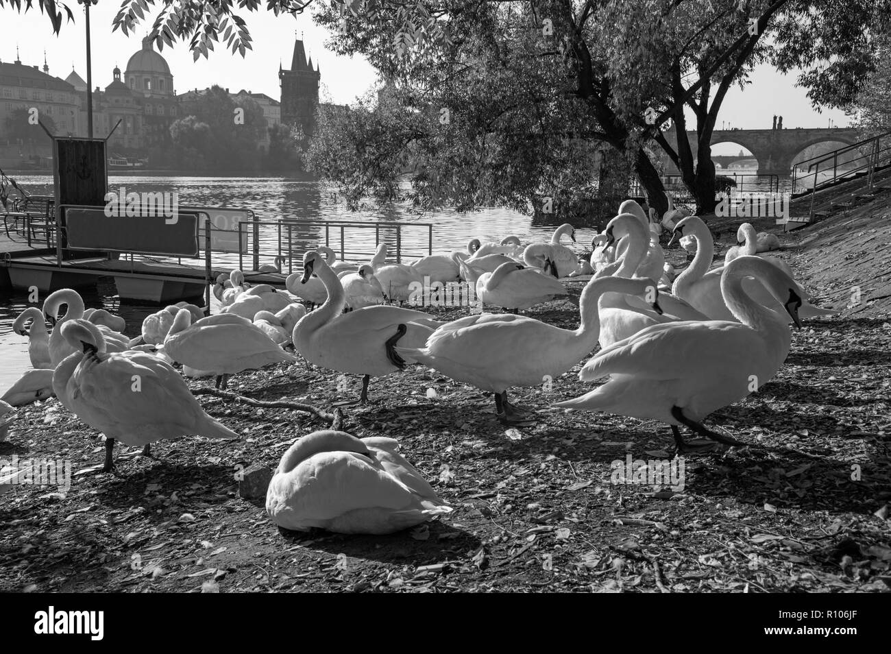 Prag - die Karlsbrücke und die Schwäne auf der Moldau. Stockfoto