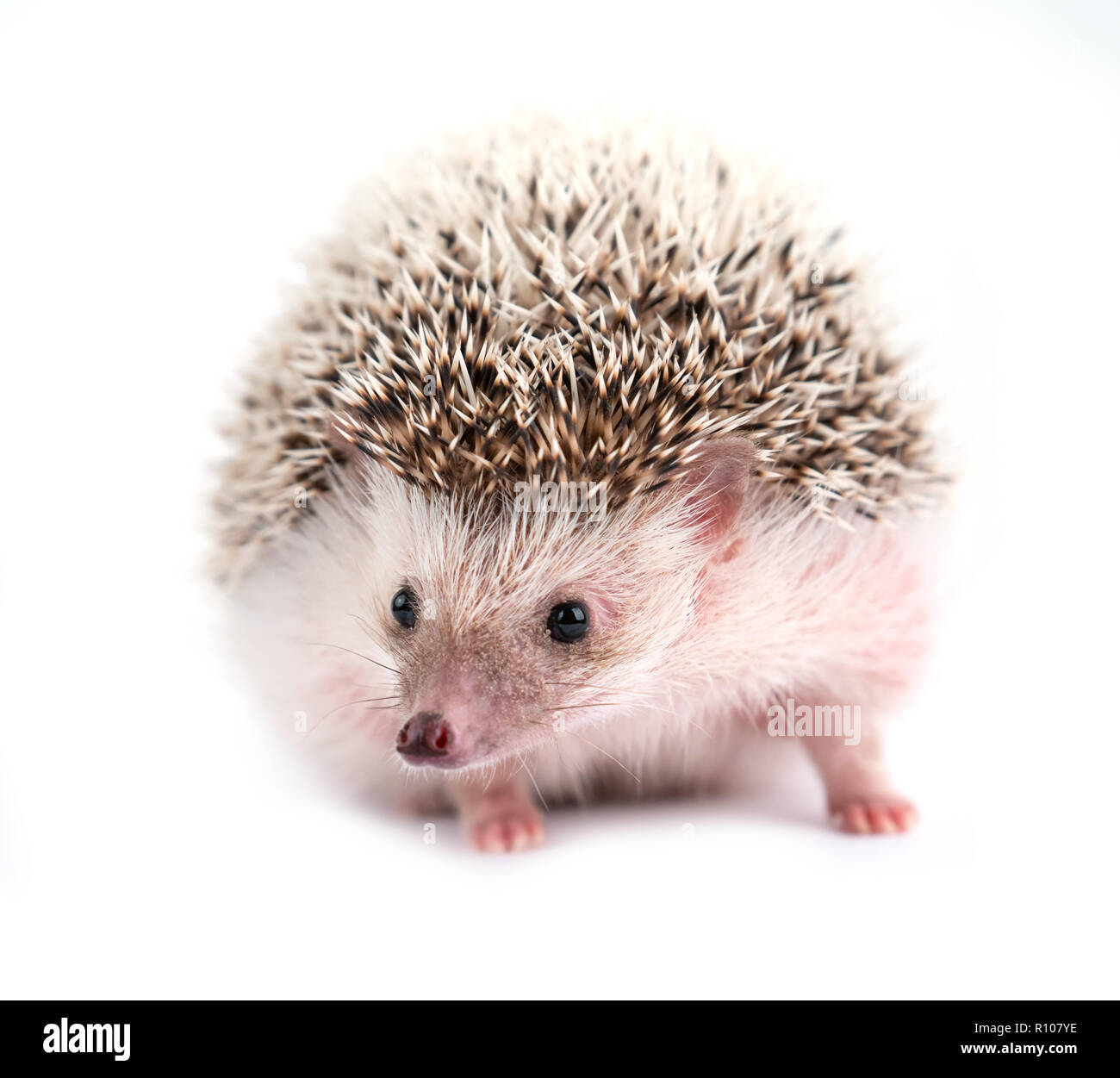 African pygmy Hedgehog auf weißem Hintergrund Stockfoto