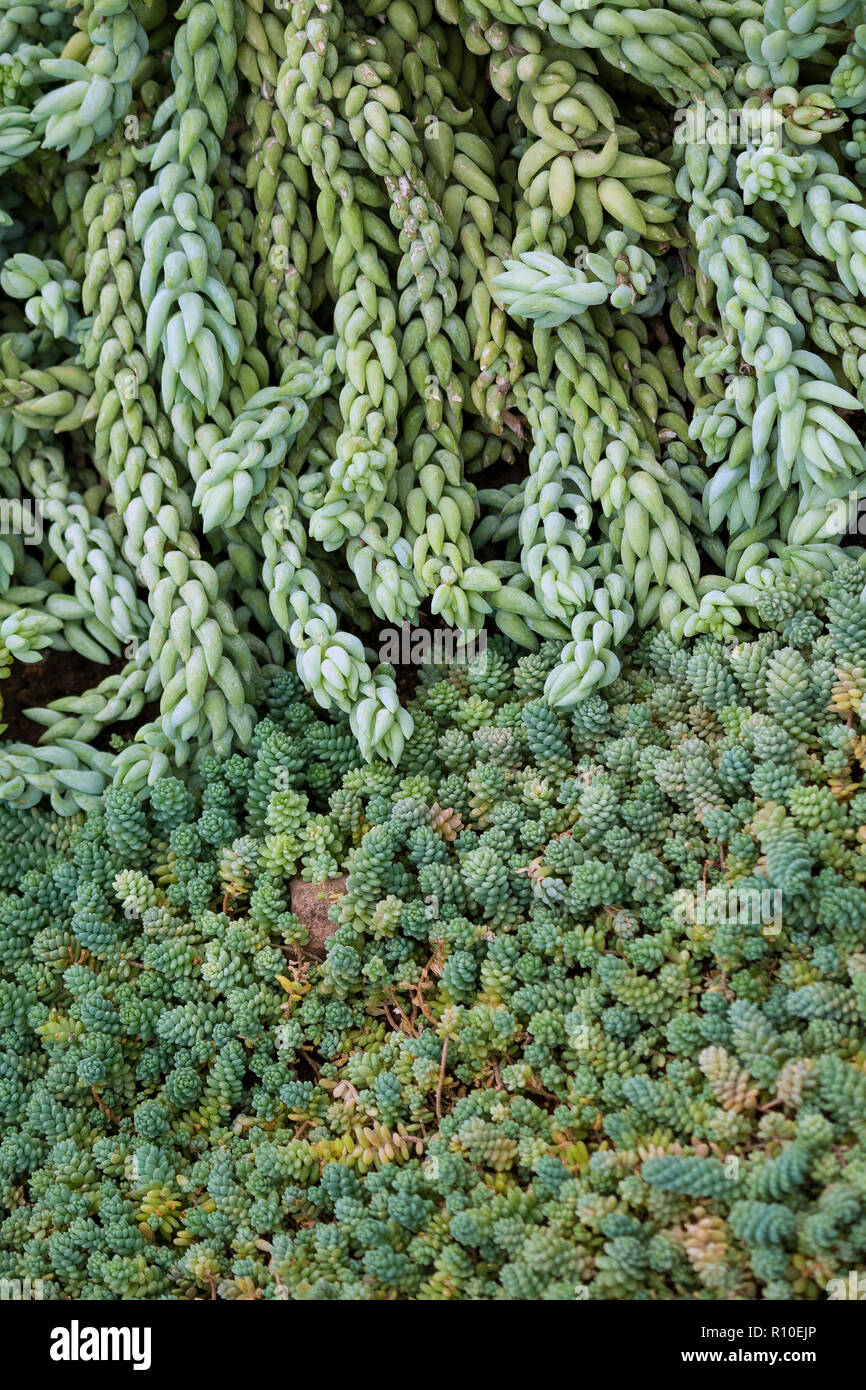 Sedum morganianum e. Walther, hängende Anlage mit vielen langen Stielen hängen, kleine graptopetalum Sukkulenten mit prallen Blüten sind blau, zwei Pflanzen Stockfoto