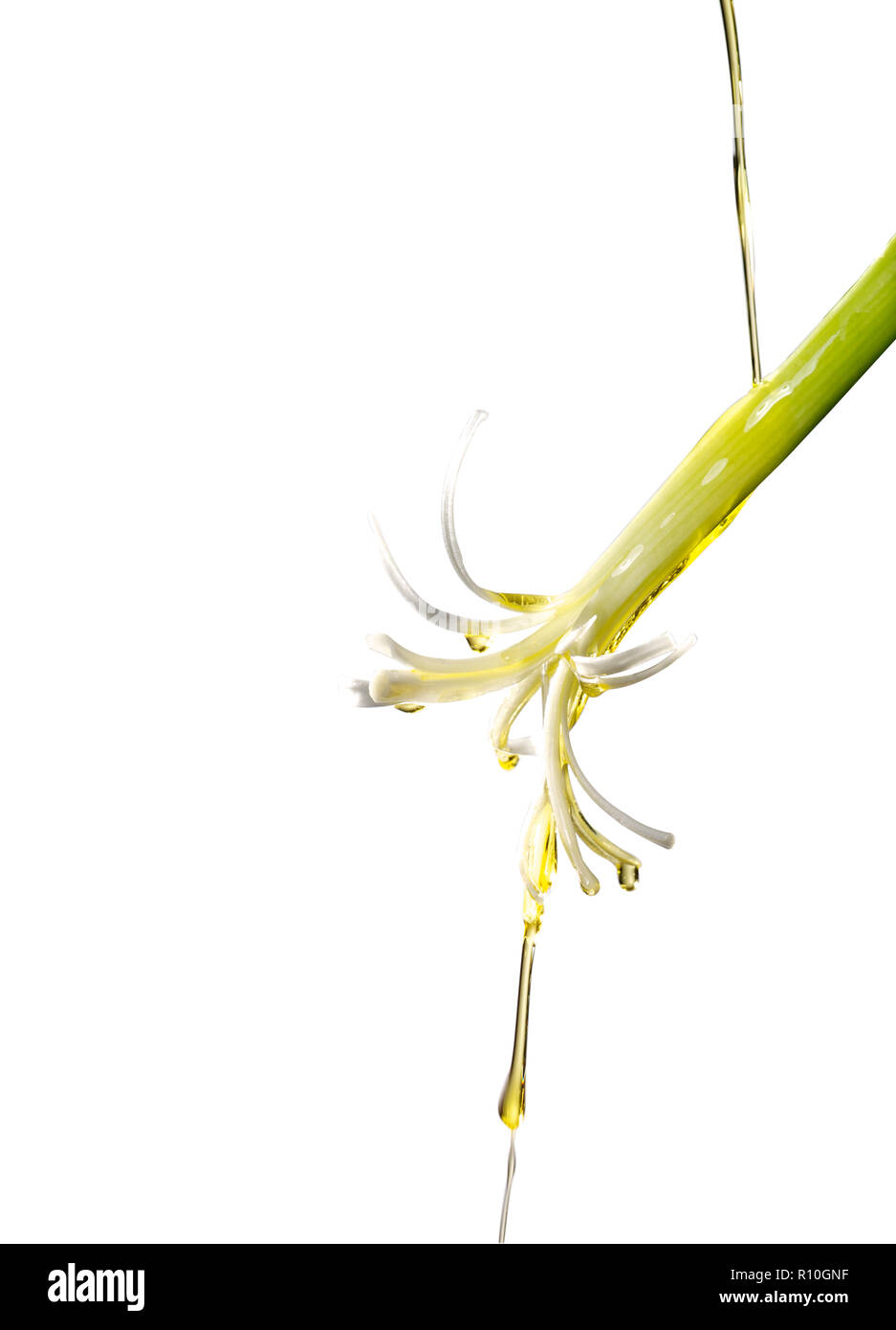 Nahaufnahme der Frühlingszwiebel mit Öl gießen, weißer Hintergrund Stockfoto