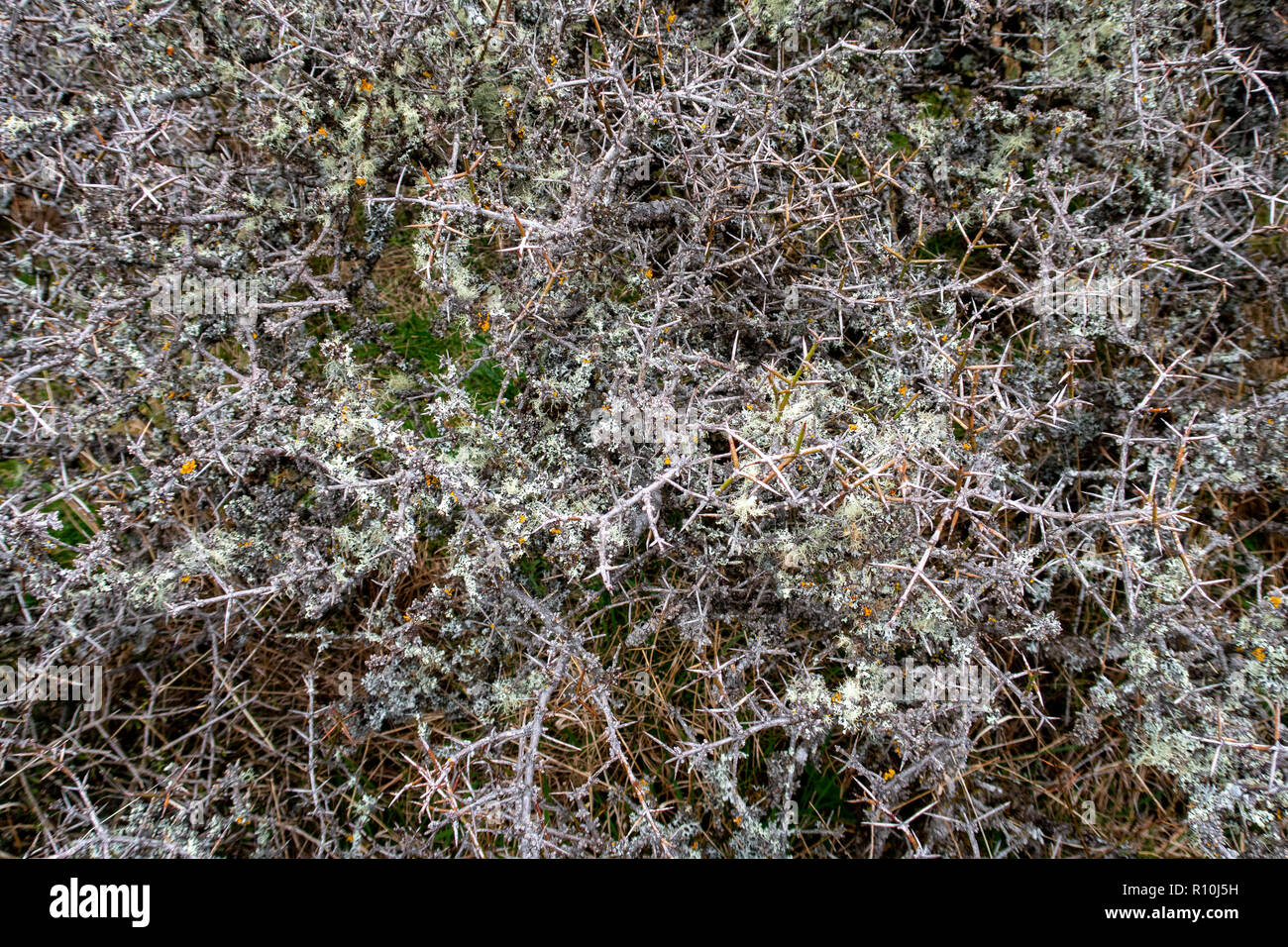 Matagouri wächst in der Nähe von tussocks im hohen Land von Neuseeland Stockfoto