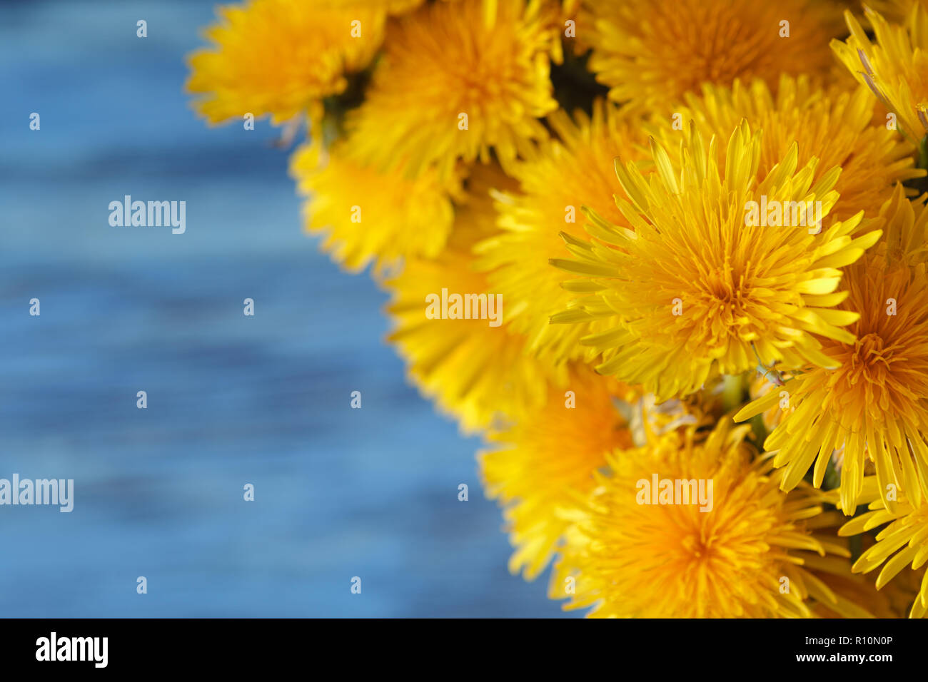 Blumenstrauß aus Löwenzahn auf hölzernen Tisch Stockfoto