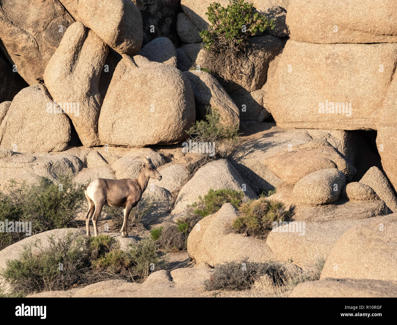 Ein erwachsenes Weibchen desert Bighorn Schaf, Ovis canadensis nelsoni auf Split-Rock Trail im Joshua Tree National Park, Kalifornien, USA Stockfoto