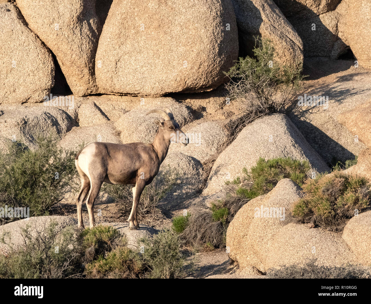 Ein erwachsenes Weibchen desert Bighorn Schaf, Ovis canadensis nelsoni auf Split-Rock Trail im Joshua Tree National Park, Kalifornien, USA Stockfoto