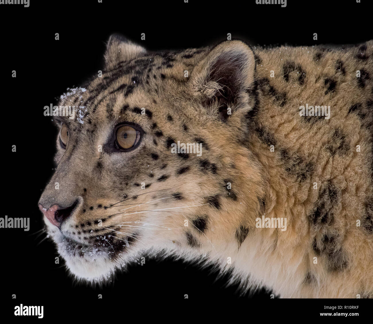 Portrait von Snow Leopard auf Isolierte schwarze Hintergrund Stockfoto