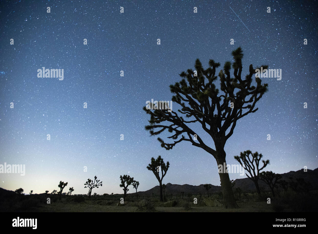 Nachthimmel in Joshua Tree National Park, Kalifornien, USA Stockfoto