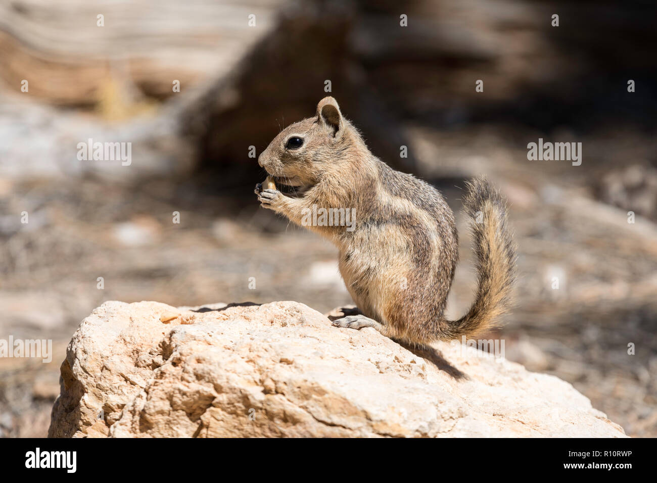 Eine Golden-mantled ground squirrel, Callospermophilus lateralis im Bryce Canyon National Park, Utah, USA. Stockfoto