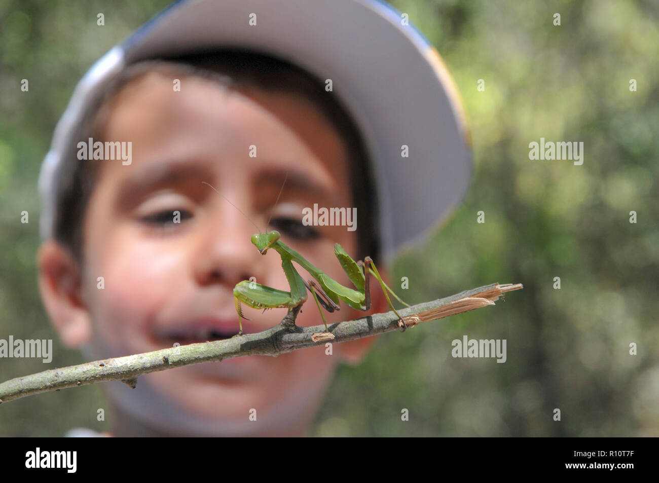 Neugierig und aufgeregt junge Studien eine Grüne Gottesanbeterin (Sphodromantis viridis). In der Hanita Wald, Galiläa, Israel im September fotografiert. Stockfoto