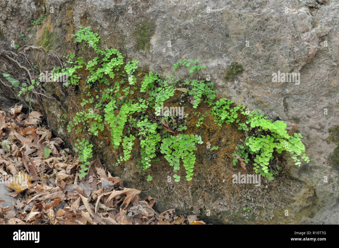 Südliche Maidenhair fern hält (Adiantum capillus-VENERIS) auf einem Felsen. In der Kziv stream Naturschutzgebiet fotografiert, oberen Galiläa, Israel Stockfoto