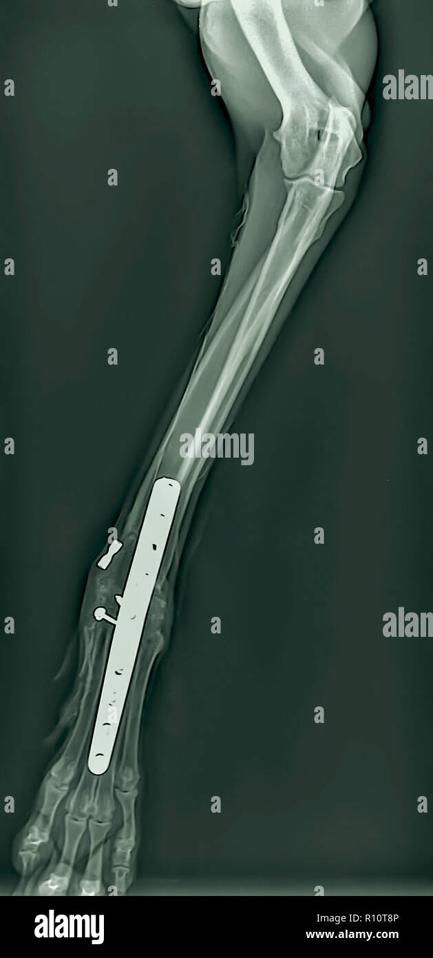 X-Ray ist ein Hund der vorderen rechten Bein mit einer tierärztlichen Chirurgie. Metall Halterung und Schrauben gesehen werden kann Stockfoto