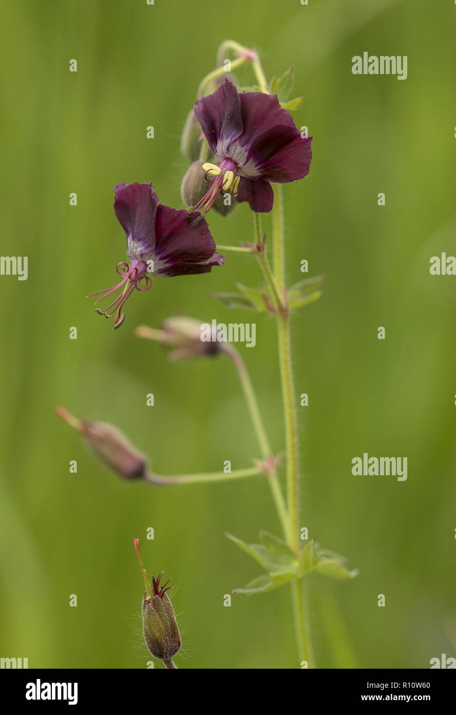 Die dusky Kran-Rechnung, Geranium phaeum, in der Blume in Alm, Slowenien. Stockfoto