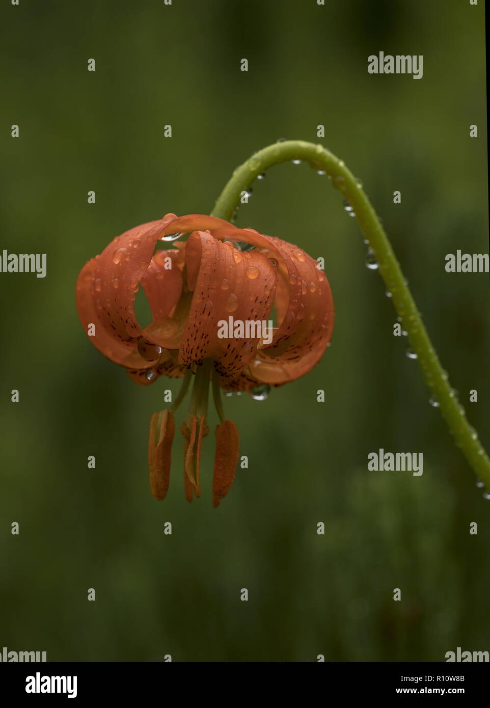 Orange Lilie, Lilium carniolicum, in der Blume nach dem Regen in Wiese, Julische Alpen, Slowenien. Stockfoto