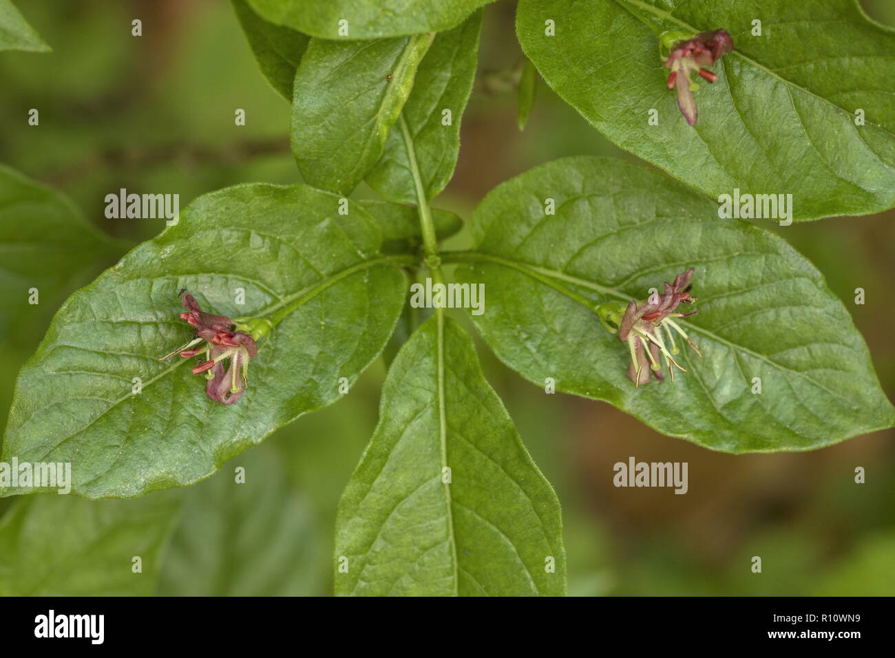 Alpine Honeysuckle, Lonicera alpigena, in der Blume in montanen Wälder, Slowenien. Stockfoto