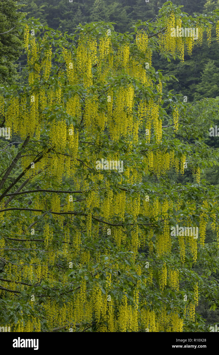 Gemeinsame Laburnum anagyroides, Goldregen, in der Blume, die Julischen Alpen, Slowenien. Stockfoto