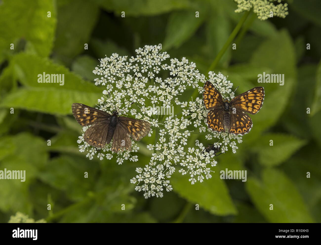 Herzog von Burgund, Hamearis lucina, zwei Schmetterlinge nectaring auf dem Boden Holunderblüten. Stockfoto